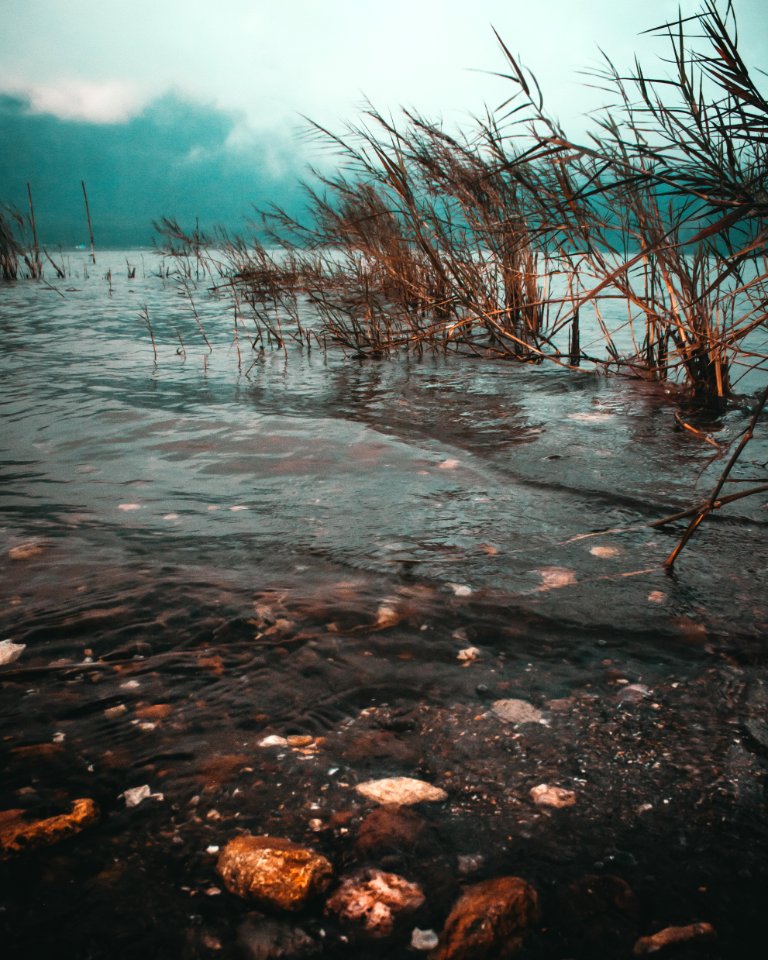 Time Lapse Photo Of Brown Grass On Body Of Water