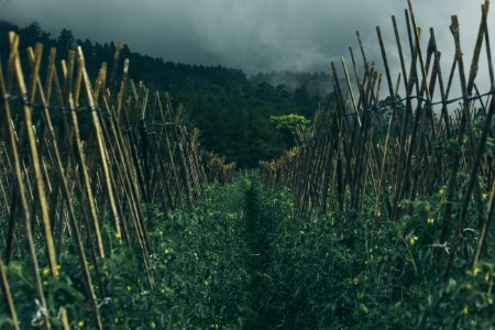 Gray Nimbus Clouds Over Farm Field