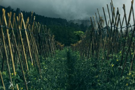 Gray Nimbus Clouds Over Farm Field photo