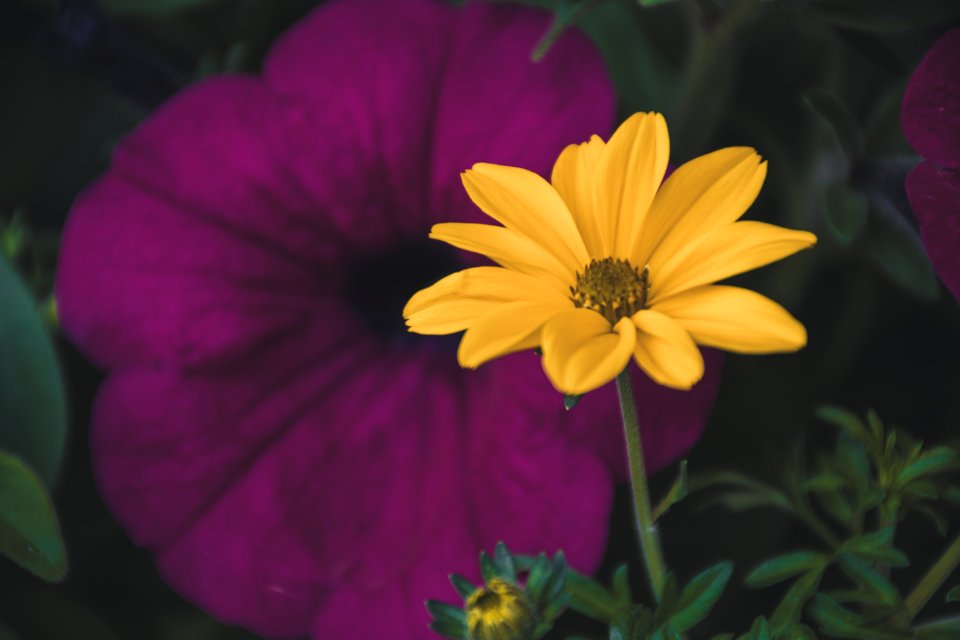 Selective Focus Photography Of Yellow Daisy Flower
