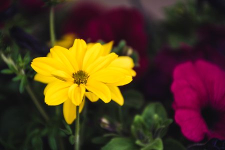 Shallow Focus Photography Of Yellow Flower photo