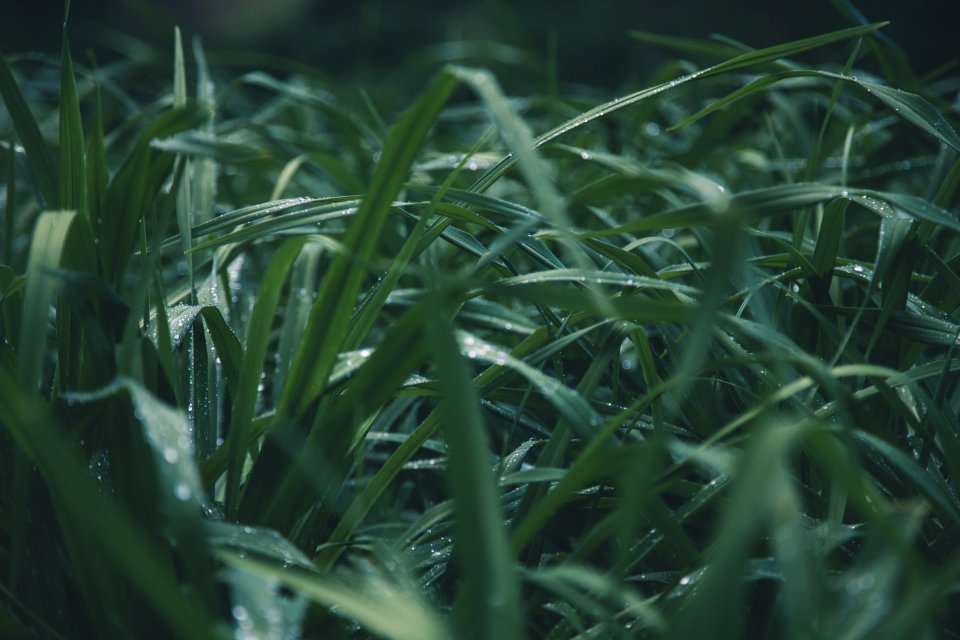 Shallow Focus Photo Of Green Grass