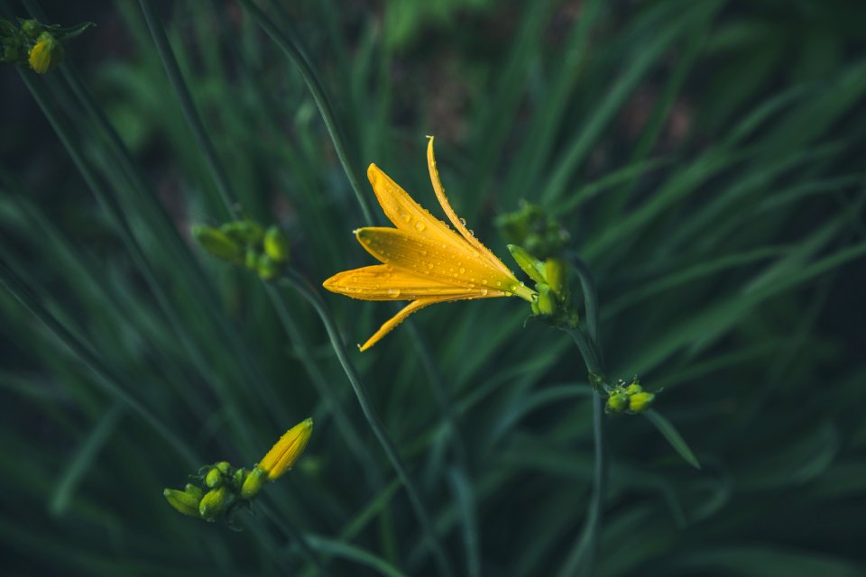 Selective Focus Photography Of Yellow Petaled Flower