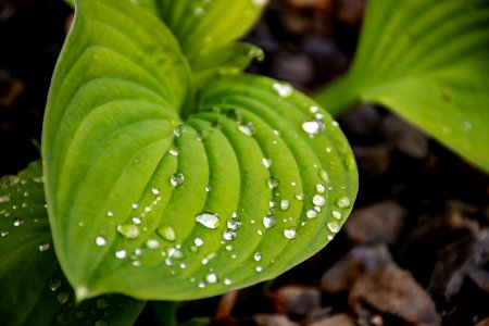 Close-up Photo Of Green Leaf Plant photo