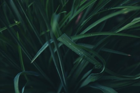 Green Leaf Plant