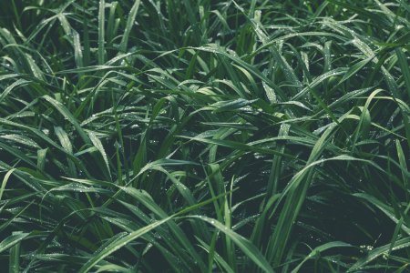 Closeup Photo Of A Green Grass Field