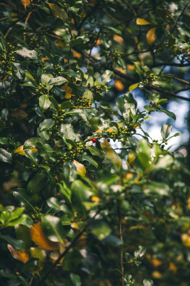 Selective Focus Photograph Of Red Fruit