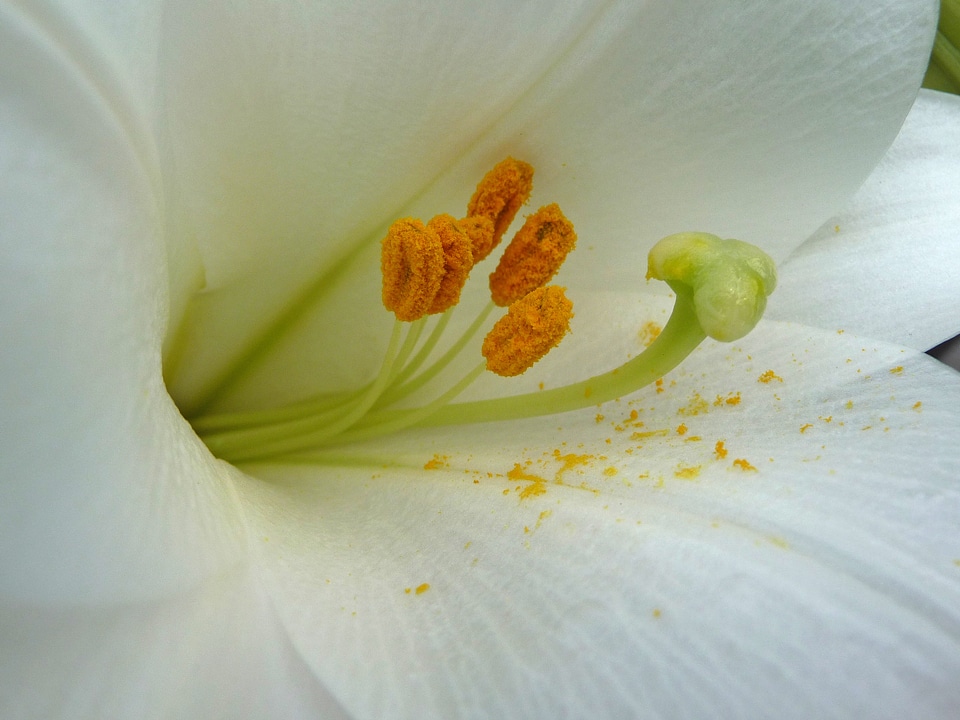 Macro photography nature close up