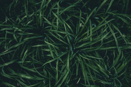 Top View Photography Of Green Plant