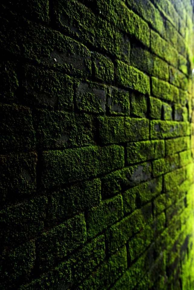 Photography Of Bricks Covered With Moss