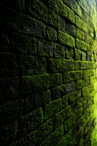 Photography Of Bricks Covered With Moss