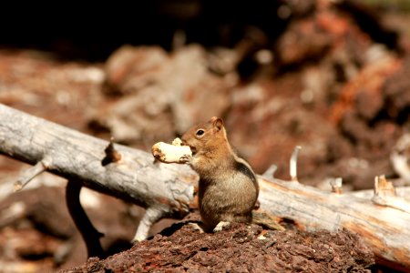 Shallow Focus Photography Of Chipmunk photo
