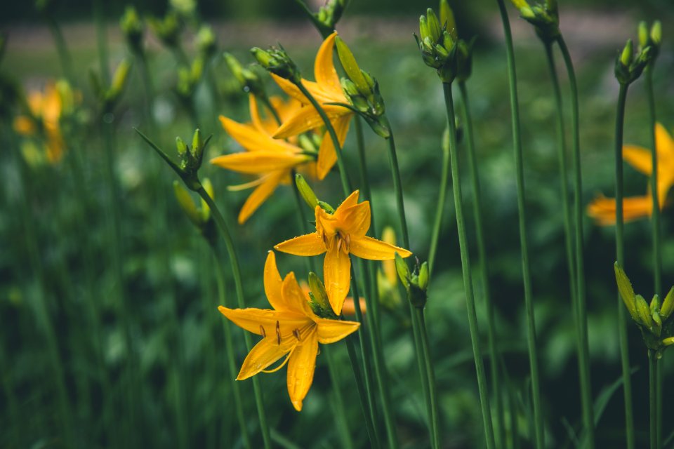 Selective Focus Photo Ofyellow Lilies