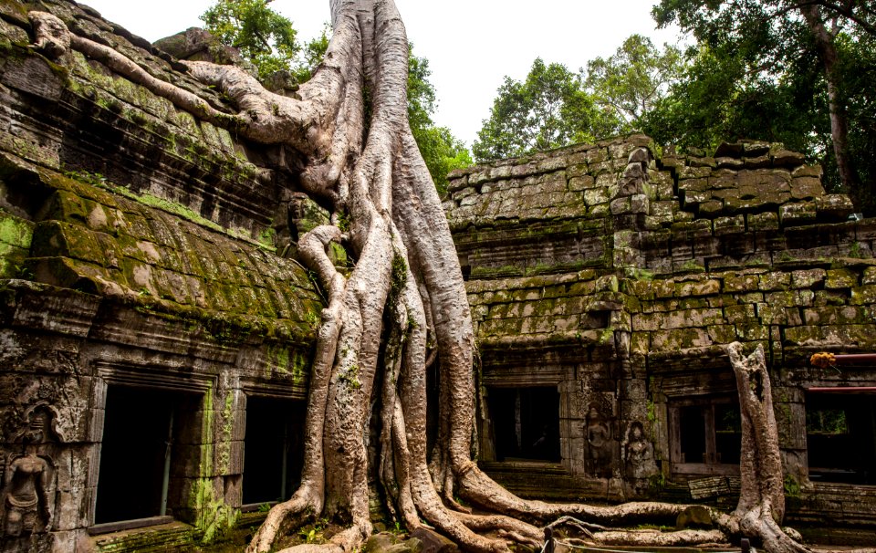 Green Leafed Trees