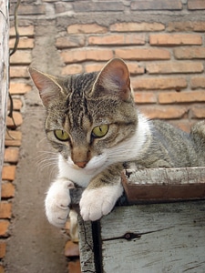 Feline brick observing