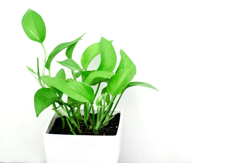 Green Leaf Plant