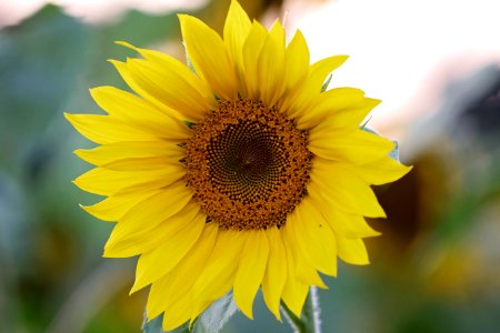 Selective Focus Photography Of Yellow Sunflower photo