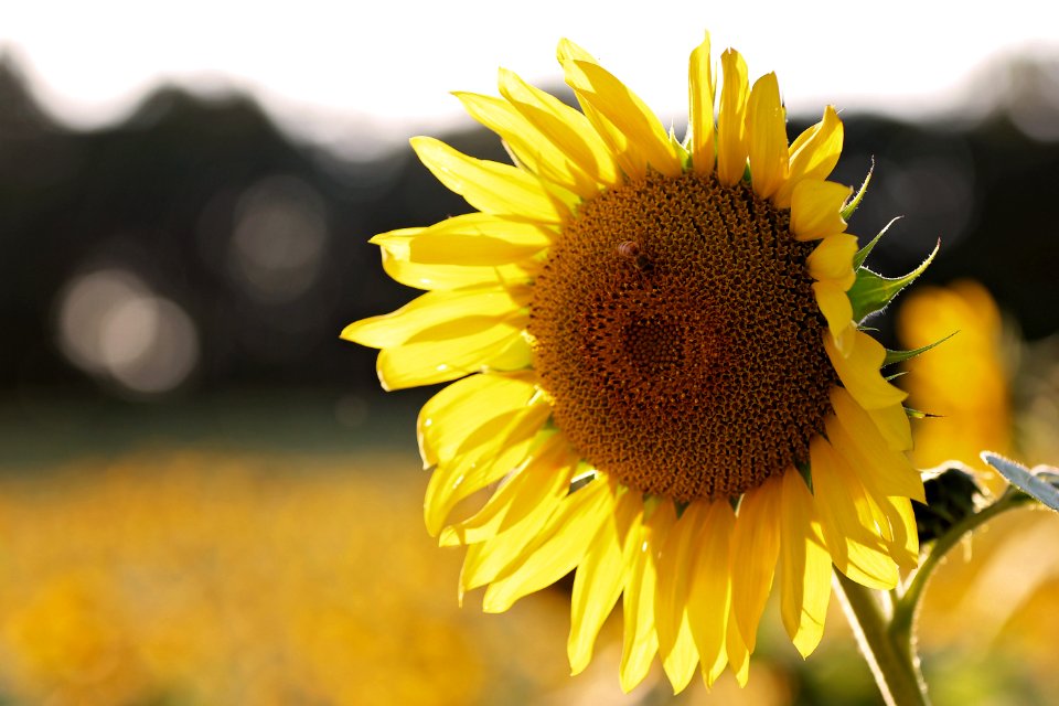 Shallow Focus Photography Of Sunflower With Bee