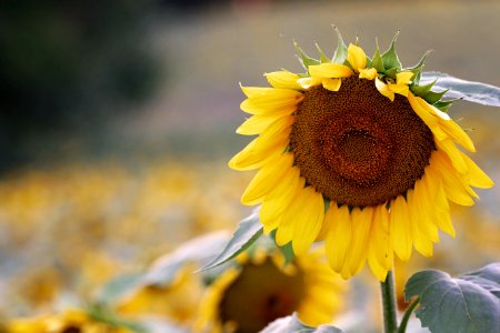 Shallow Focus Photography Of Sunflower photo