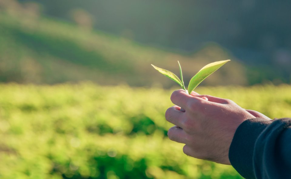 Person Holding Green Leaf