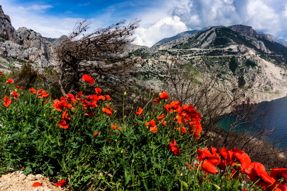 Red Poppies Beside A Body Of Water Under Blue And White Cloudy Sky