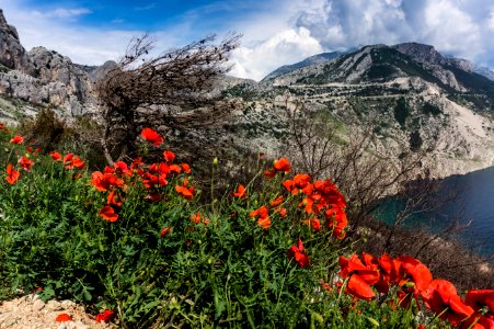 Red Poppies Beside A Body Of Water Under Blue And White Cloudy Sky photo