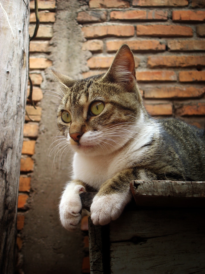 Cat feline brick