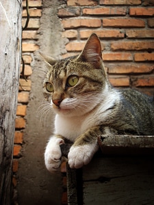 Cat feline brick
