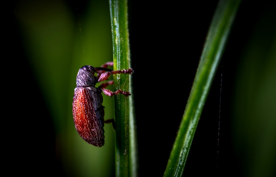 Close-up Photography Of Red Insect