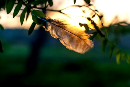Selective Focus Photography Of Brown Feather photo