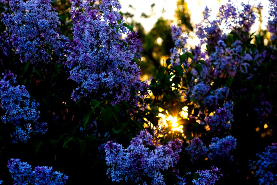 Close-up Photography Of Purple-and-white Petaled Flowers photo