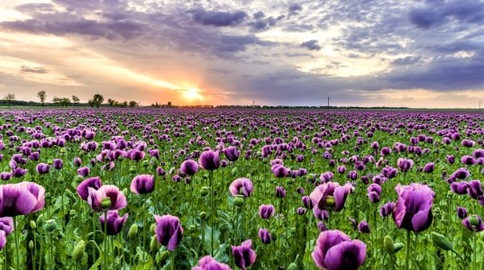 Photography Of Field Of Purple Flowers
