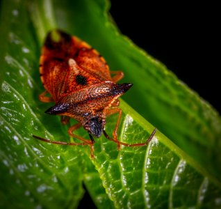 Macro Photography Of Red Stink Bug Perched On Green Leaf photo