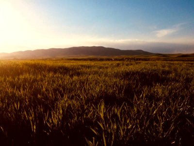 Vast Green Grass Fields With Silhouette Of Mountain At Distance photo