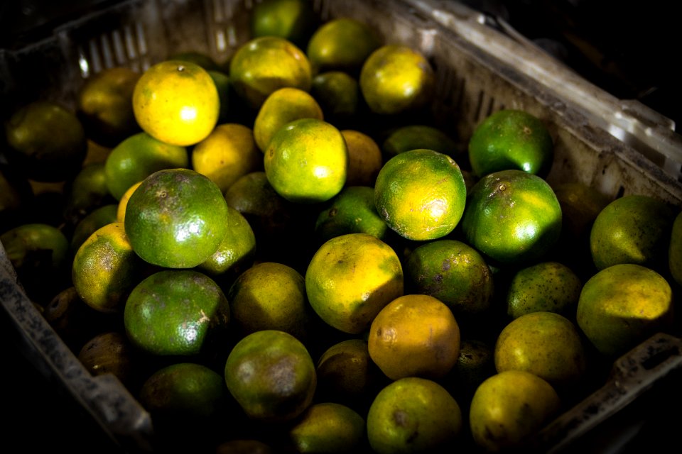 Green Calamansi Fruit