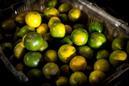 Green Calamansi Fruit