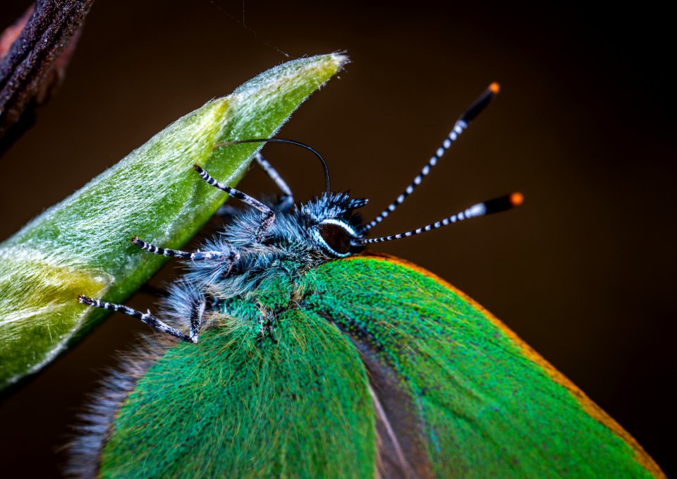 Macro Photo Of Green Moth On Leaf Plant