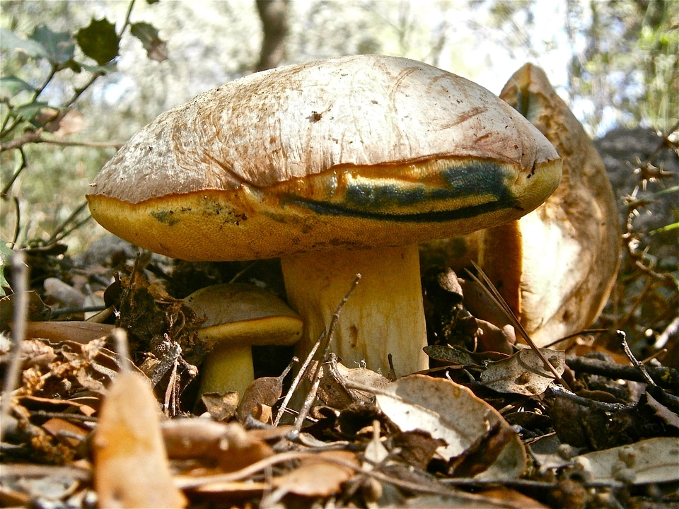 Forest autumn nature