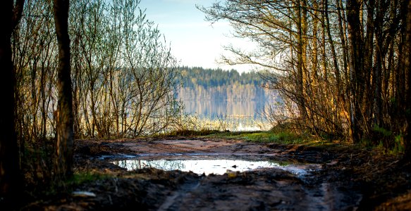 Brown Bare Trees Near Lake At Daytime