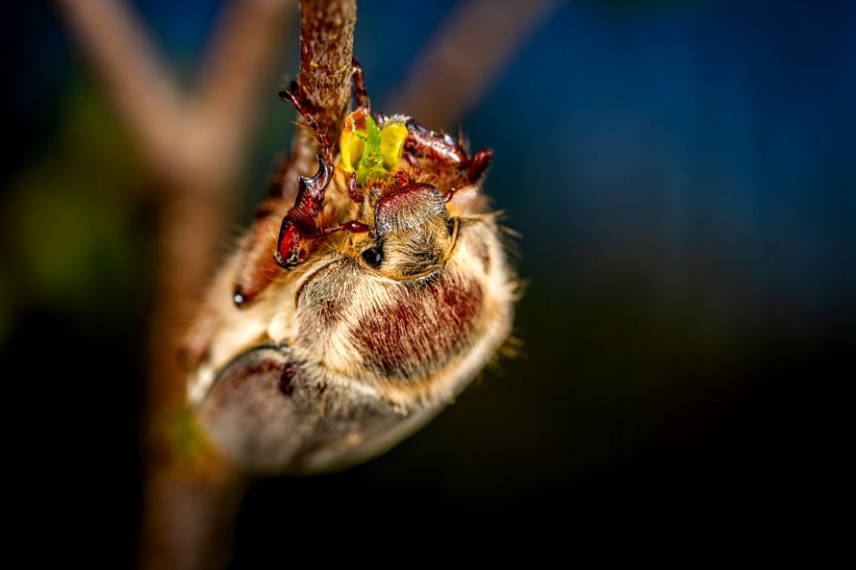 Bug Insect Invertebrate