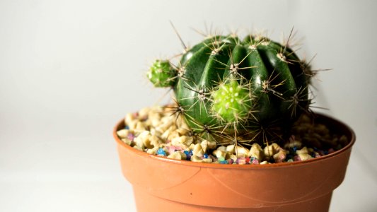 Potted Green Cactus photo