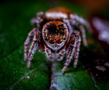 Macro Photography Of Brown Jumping Spider Perched On Green Leaf photo