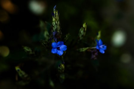 Blue Petaled Flowers Selective-focus Photography