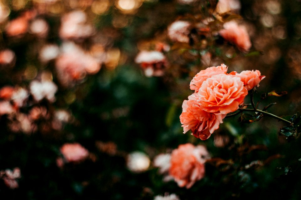 Pink Petal Flowers In Shallow Focus Photography