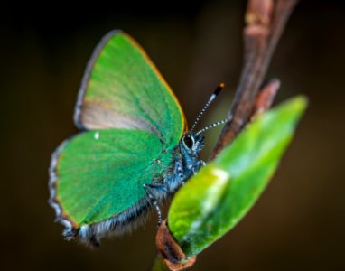 Cloudless Sulphur Butterfly Perched On Brown Plant Stem photo