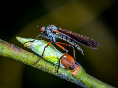 Selective Focus Photography Of Robber Fly Perched On Green Sprout photo