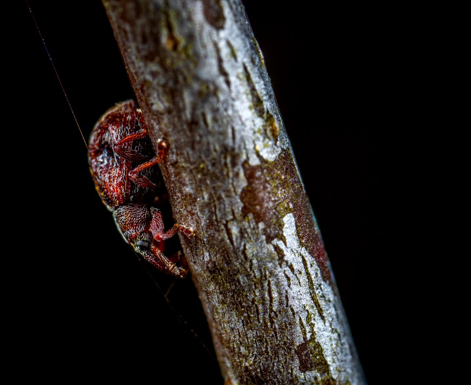 Macro Photo Of Red Tree Hopper On Brown Wooden Stem