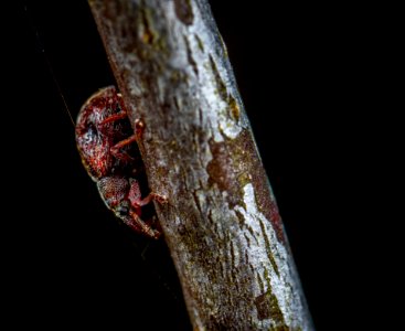 Macro Photo Of Red Tree Hopper On Brown Wooden Stem photo