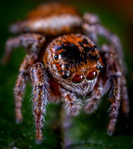 Macro Photo Of Brown Jumping Spider On Green Leaf photo