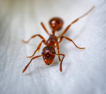 Red Ant Macro Photography photo